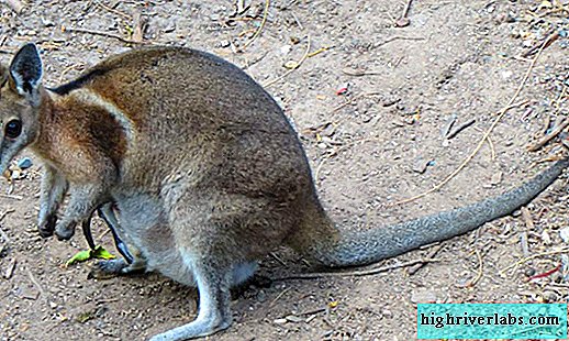 kangaroo pierdere în greutate