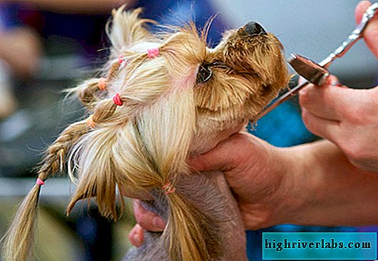 Boala și tratamentul Yorkshire Terrier - Analize 