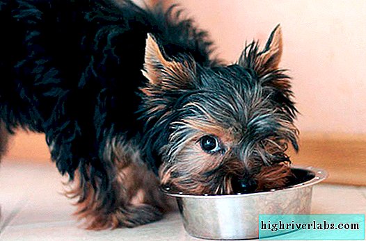 Sănătate și boală Yorkshire Terrier: listă și descriere
