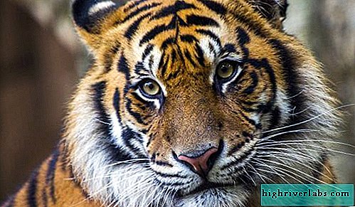 pierderea în greutate a ochiului tigrului slabeste cu wellness